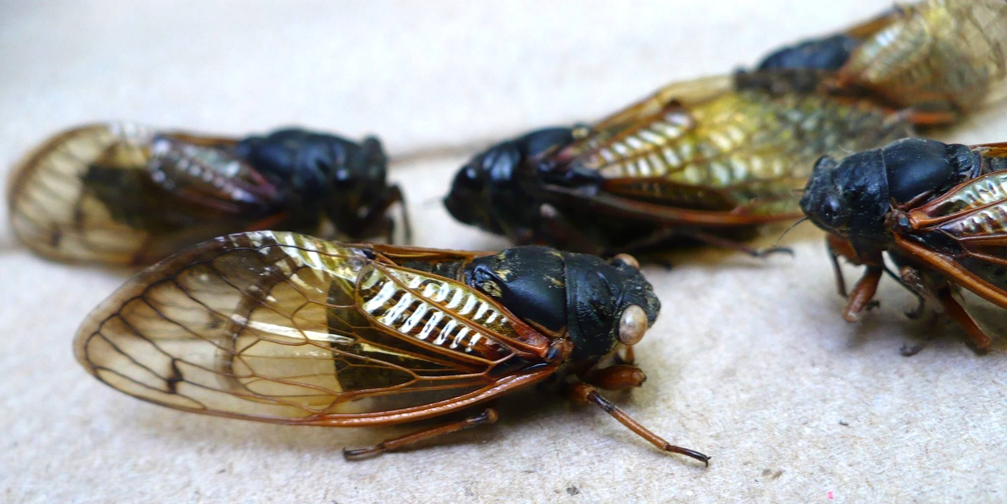 Notes on Texas Periodic Cicadas